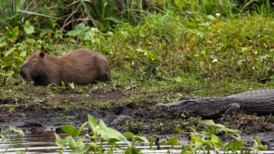 Lucas Rozada/Getty Images/iStockphoto