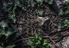 Cidade canadense ganha vida uma vez por ano com o acasalamento de milhares de cobras - Aaron Vincent Elkaim/The New York Times