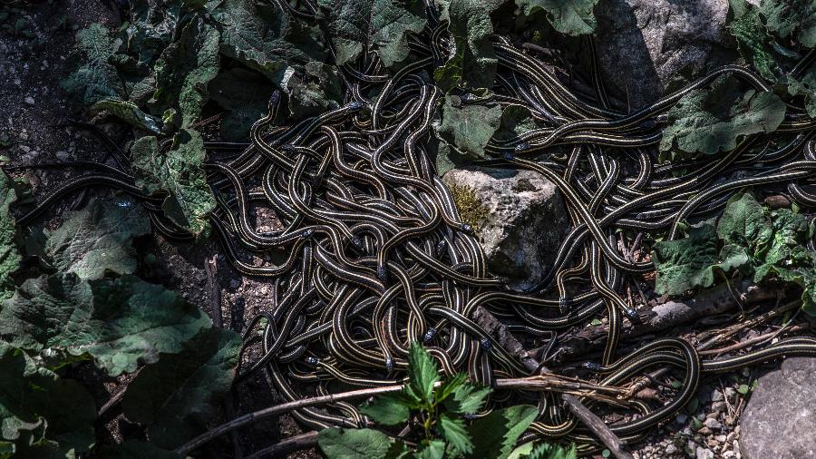 Dezenas de cobras nos Covis das Cobras de Narcisse, no Canadá - Aaron Vincent Elkaim/The New York Times