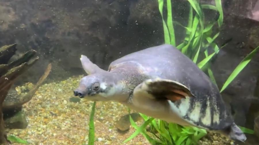 A tartaruga focinho-de-porco Freddie vive no Zoológico do Bronx em Nova York há mais de 60 anos - Reprodução/ Instagram/ Bronx Zoo @bronxzoo