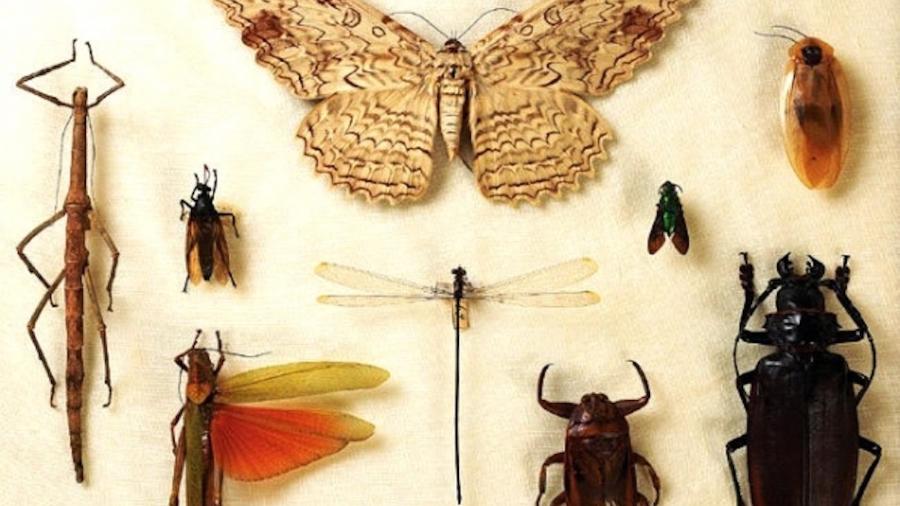 Algumas espécies de besouros, baratas d"água e mariposas são exemplos dos maiores insetos encontrados no Brasil - Reprodução/Museu Nacional do Rio de Janeiro