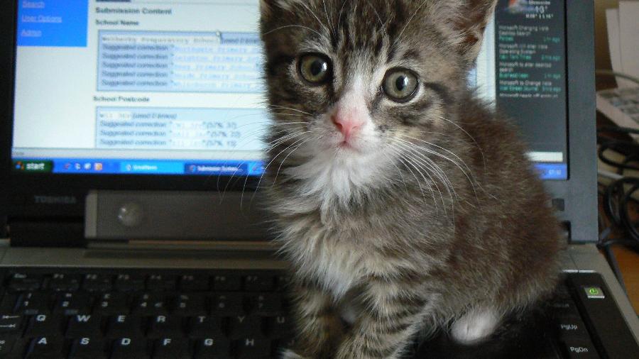 A professora Luo estava dando uma aula online quando seu gatinho começou a aparecer em frente à câmera - Reprodução/WikiMedia Commons/dougwoods