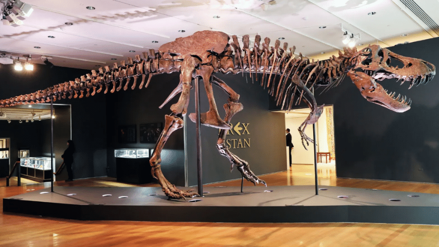 Fóssil de tiranossauro Stan foi vendido a mais de 30 milhões de dólares - Spencer Platt / Getty Images