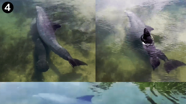 Estudo analisou interações entre golfinhos e filhotes de peixe-boi