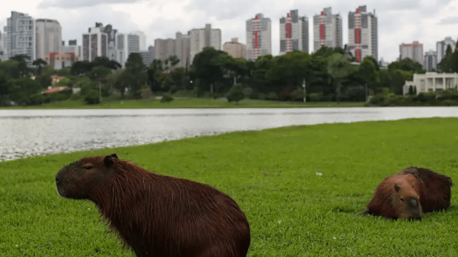 Curitiba é uma cidade que investe em parques que possibilitam o armazenamento da água da chuva