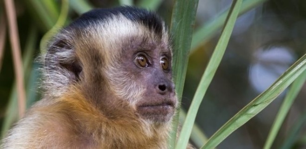"O macaco é quase um mártir (...) Eles nos indicam onde há infecção", diz pesquisador do Instituto Oswaldo Cruz - Getty Images