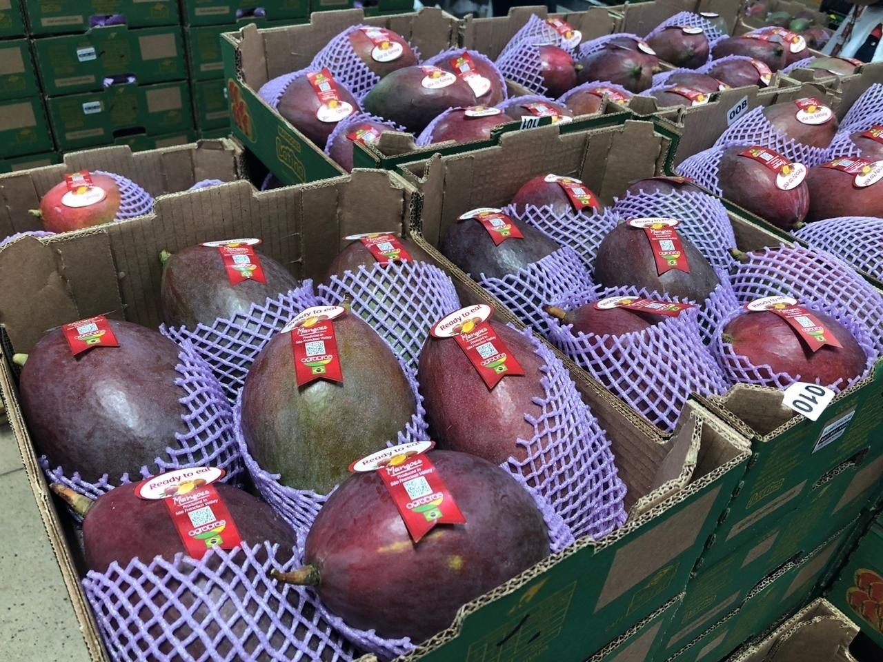 Fazendeiros do Vale do São Francisco investem em frutas para exportação - 26/05/2019 - UOL Notícias