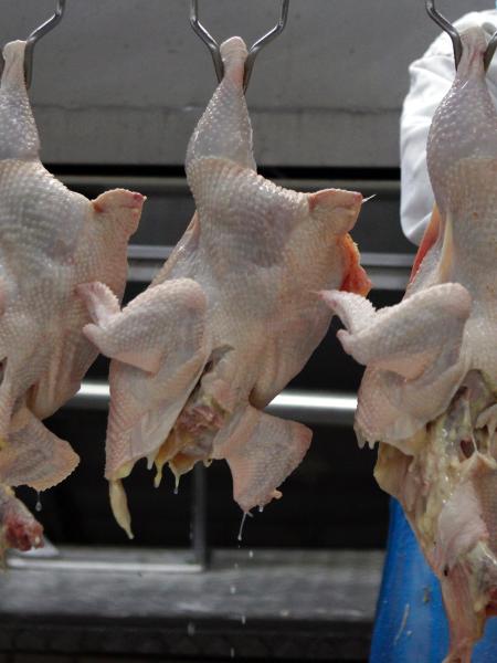 Processamento de carne de frango - Paulo Whitaker