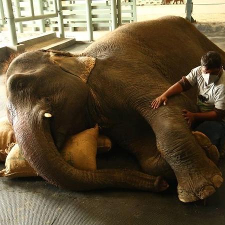 Elefante Emma, de 40 anos, resgatada após uma vida de exploração - Divulgação/Wildlife SOS