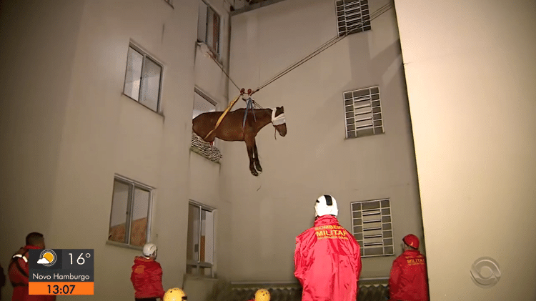Egua Sarita é salva de terceiro andar de prédio