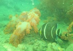 Coral do oceano Índico invade Baía de Todos os Santos: 'Reduziu os peixes' (Foto: Cláudio Sampaio/Ufal)