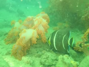 Coral do oceano Índico invade Baía de Todos os Santos: 'Reduziu os peixes'