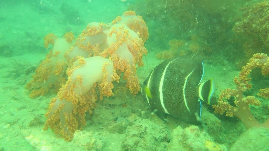 Peixes ao lado do octocoral Chromonephthea braziliensis