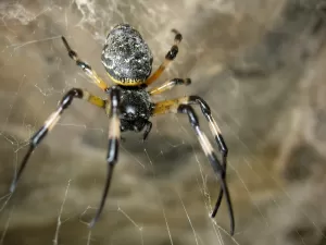 Muito além de subir pelas paredes: aranhas usam patas como órgãos olfativos