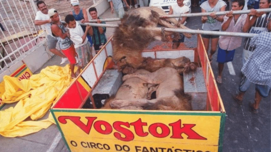 Retirada dos leões mortos do circo Vostok Retirada dos leões mortos do circo Vostok
