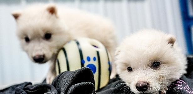 Startup diz ter recriado lobo extinto há 15 mil anos; foto mostra filhotes