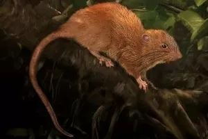 A lenda era real: cientistas fotografam rato gigante pela 1ª vez