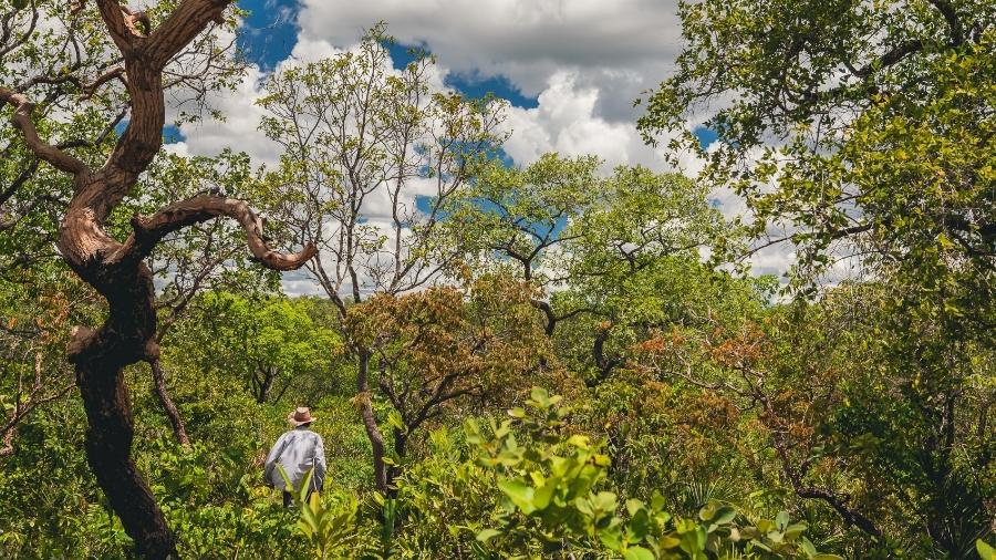 Área de cerrado no oeste da Bahia - Gui Gomes/Repórter Brasil