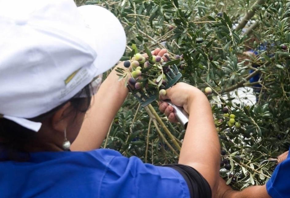 Uma espécie de pente é utilizado para retirar as frutas do pé - Divulgação/Prosperato