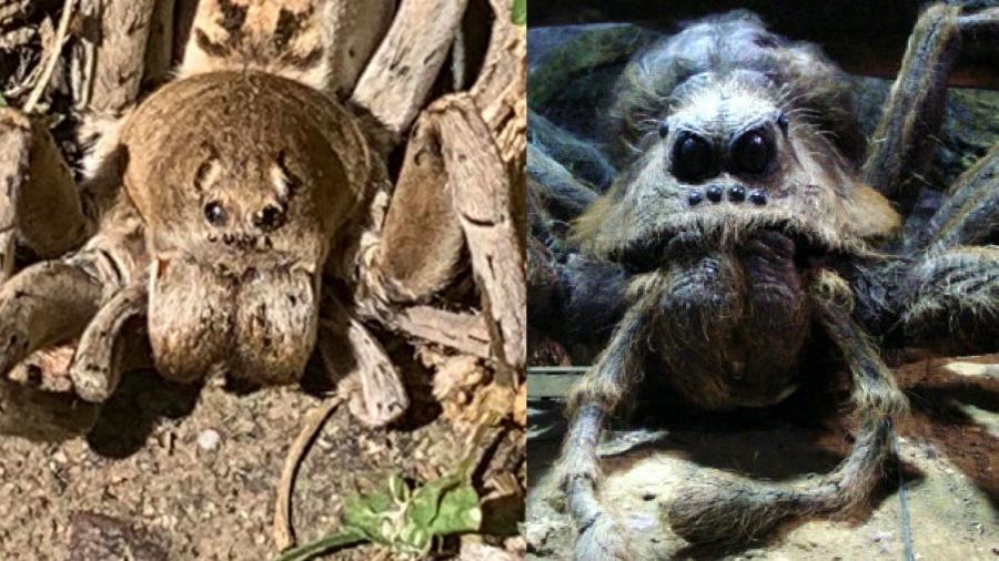 Do lado esquerdo, a aranha encontrada na Austrália; do lado direito, Aragogue, personagem de “Harry Potter" - Reprodução/Reddit; Divulgação