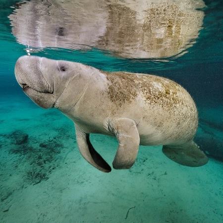 17.mai.2016 - Um peixe-boi vai à superfície para respirar. O mamífero marinho é um primo do elefante na água: grande e cinza, mas equipado com barbatanas e rabo achatado, ao invés de tromba e pernas fortes - Brian Skerry/National Geographic Creative