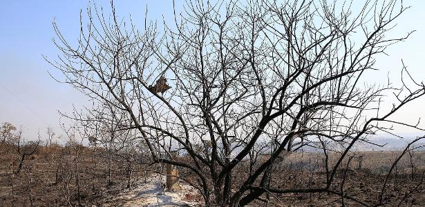 Número de incêndios florestais é o maior dos últimos 10 anos em SP - Vimarsana News