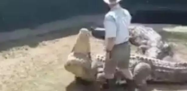 El cocodrilo de Aníbal, de 4,8 m, ataca a un guardaparque que se subió a su espalda