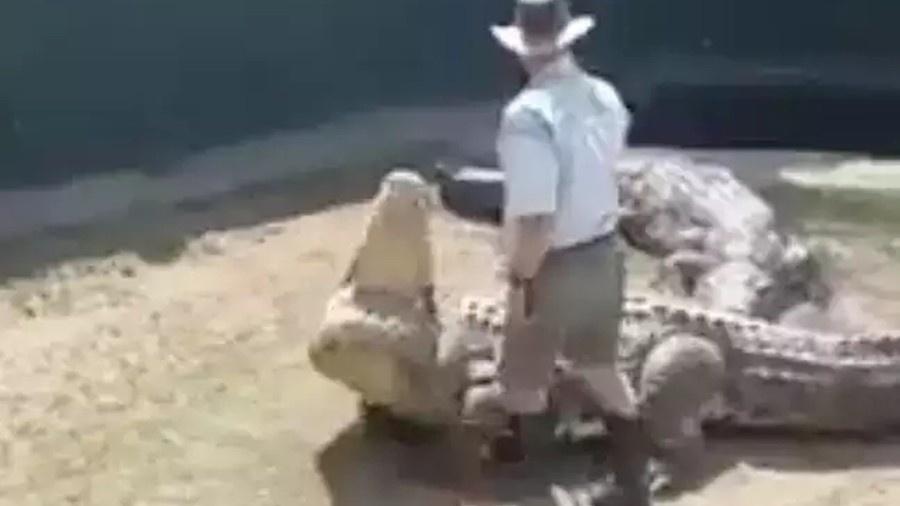 Adestrador foi atacado pelo crocodilo Hannibal durante apresentação em uma parque na África do Sul - Reprodução/YouTube