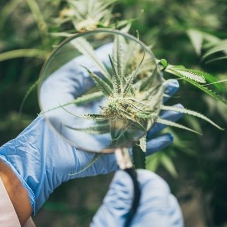 Cannabis cultivada na Aliança Medicinal, em Olinda (PE), onde foi feita a pesquisa