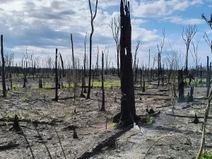 Na Amazônia em crise, até floresta alagada pega fogo