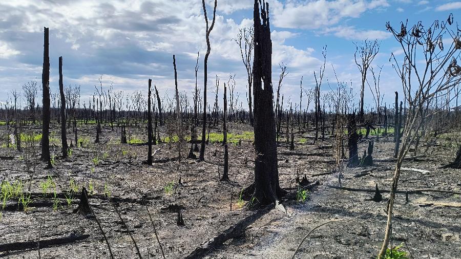 Área de igapó consumida pelo fogo na Amazônia