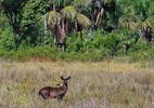 Não é mais lenda: 'veado preto' do Pantanal é confirmado pela ciência