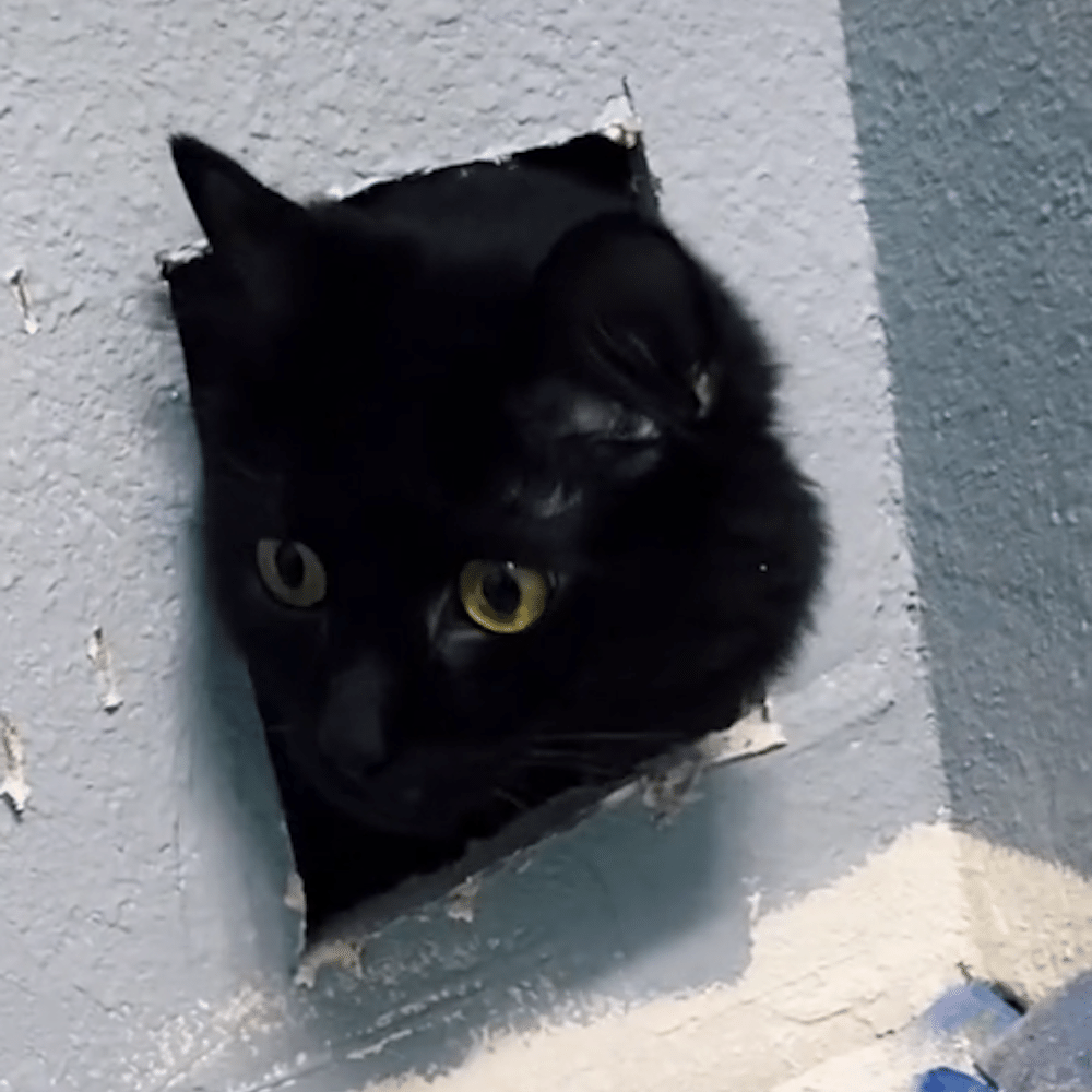 o flamengo nao tem mundial o gato miando｜Pesquisa do TikTok