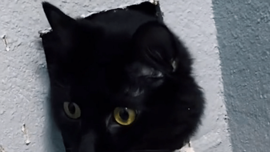 jogo do gato no google terror｜Pesquisa do TikTok