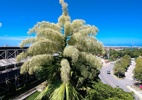 Palmeira floresce pela primeira e única vez em quatro décadas no CE - Fernando Cavalcante/BNB