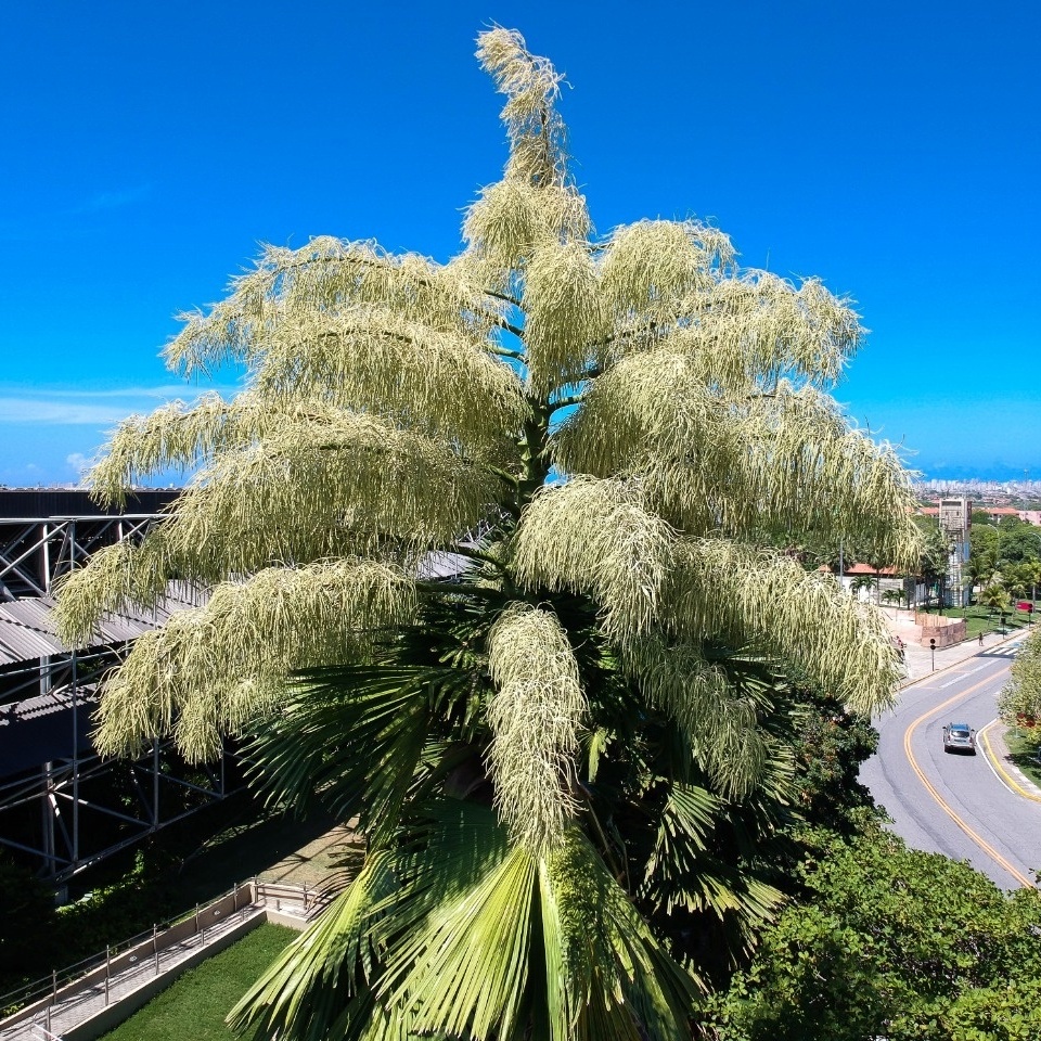 Palmeira de quatro décadas tem primeira e única floração, no Ceará; vídeo, Ceará