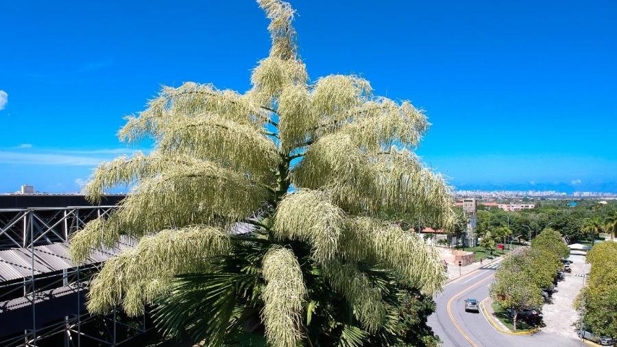 Palmeira floresceu pela primeira vez mais de 40 anos após ser plantada no Ceará - Fernando Cavalcante/BNB