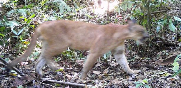 Onça-parda foi vista em área de reserva no Rio de Janeiro