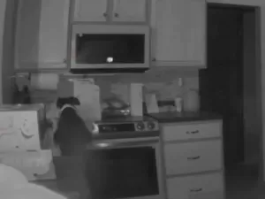Cachorro liga fogão acidentalmente e põe fogo em casa nos EUA; veja vídeo