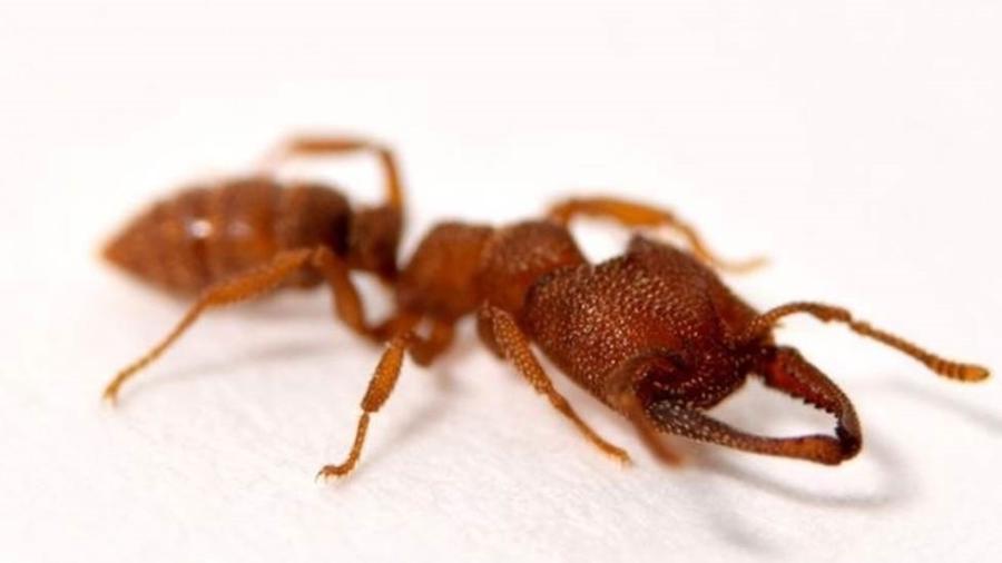 A formiga drácula, nome da Mystrium camillae, morde a uma velocidade 5 mil vezes mais rápida que uma piscada de olho - ADRIAN SMITH via BBC
