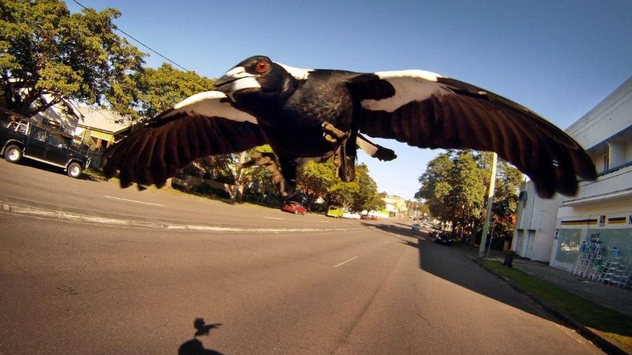 Pássaro atacou ciclista na Austrália  - Fairfax Media via Getty Images 