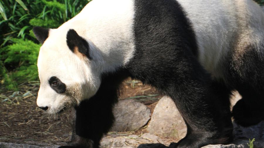Dois pandas gigantes emprestados da China a um zoológico canadense estão enfrentando uma escassez de alimentos - Handout / The Calgary Zoo / AFP