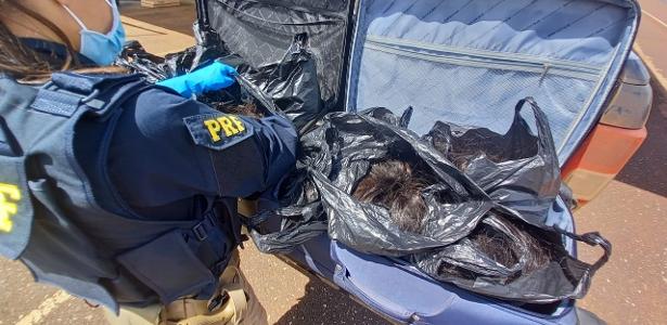Apreensão da PRF | 57 kg de cabelo são achados em malas em GO; material pode valer até R$ 285 mil
