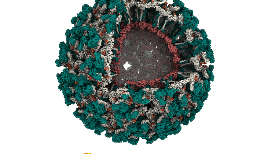 Imagem que representa a estrutura do vírus Mayaro - Divulgação