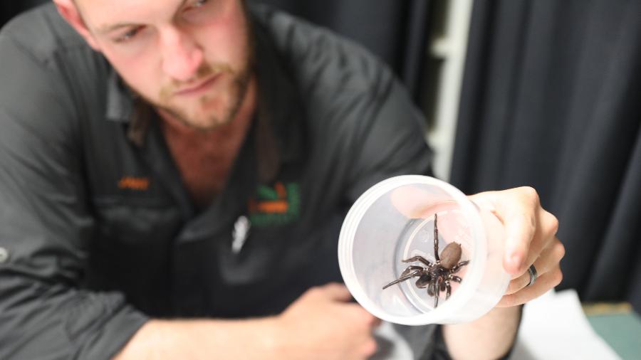 Aranha foi doada de forma anônima para parque - Divulgação/The Australia Reptile Park 
