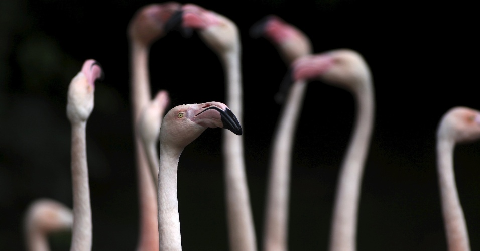 23.jul.2015 - Flamingos permanecem área reservada para aves no zoológico de Wuppertal, na Alemanha