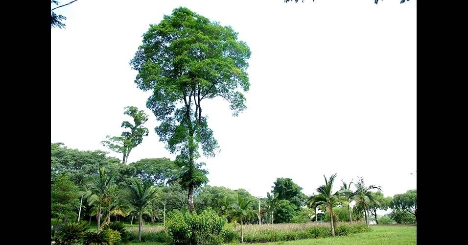 Peroba - Árvore de desenvolvimento lento e madeira dura, que chega a atingir de 20 a 30 metros de altura. Seu tronco ereto lhe confere a categoria de madeira de corte. Ocorre na Amazônia e na Mata Atlântica FLORESTA MADURA: típica de florestas melhor conservadas. Por viver muitos anos e atingir grande porte, possui grande capacidade de estocar carbono - Reprodução/UEL