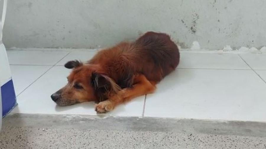 Cão espera por dono que teria morrido em hospital de Fortaleza - Reprodução
