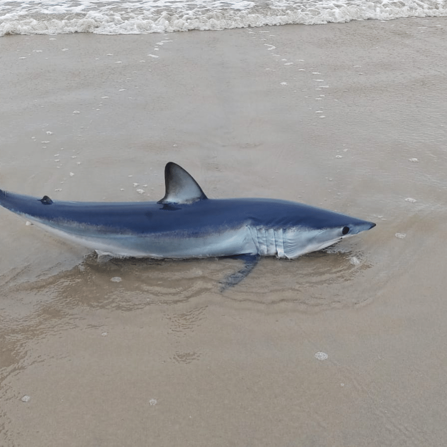 Tubarão mais rápido do mundo encalha em praia de SP