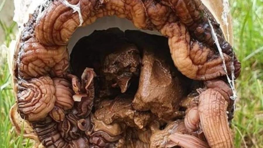 Enorme "tumor alienígena" estava nas tubulações. - Reprodução/Reddit